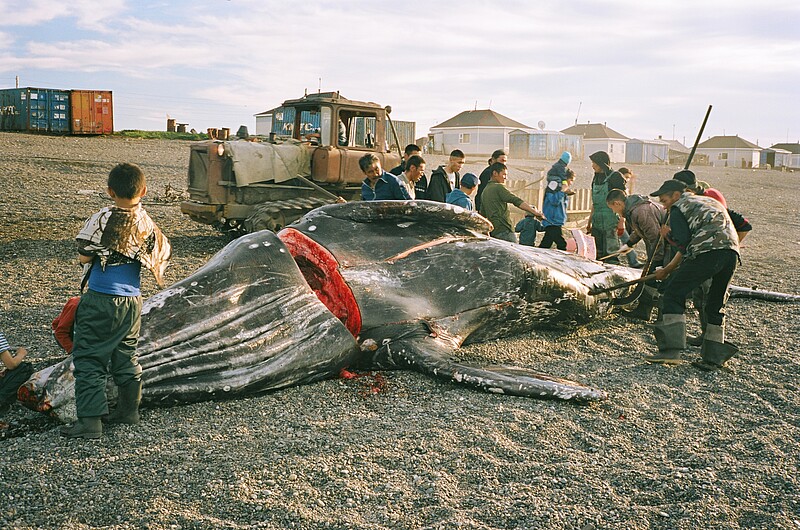 Wieloryb z Lorino / Velryba z Lorina / The Whale from Lorino